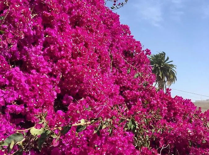 Nuevo Horizonte Tatil Evi Costa De Antigua