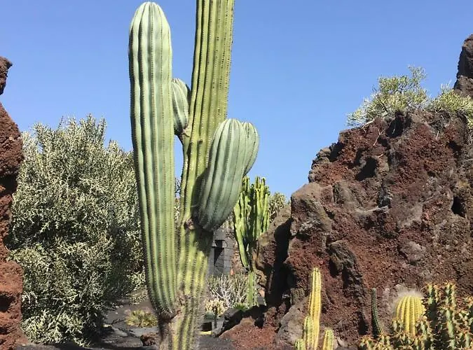 Nuevo Horizonte * Costa De Antigua